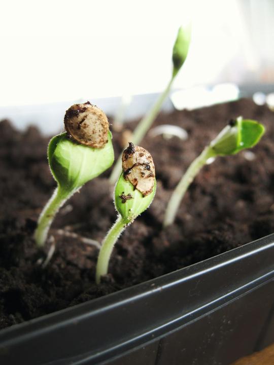 Seeds or plants